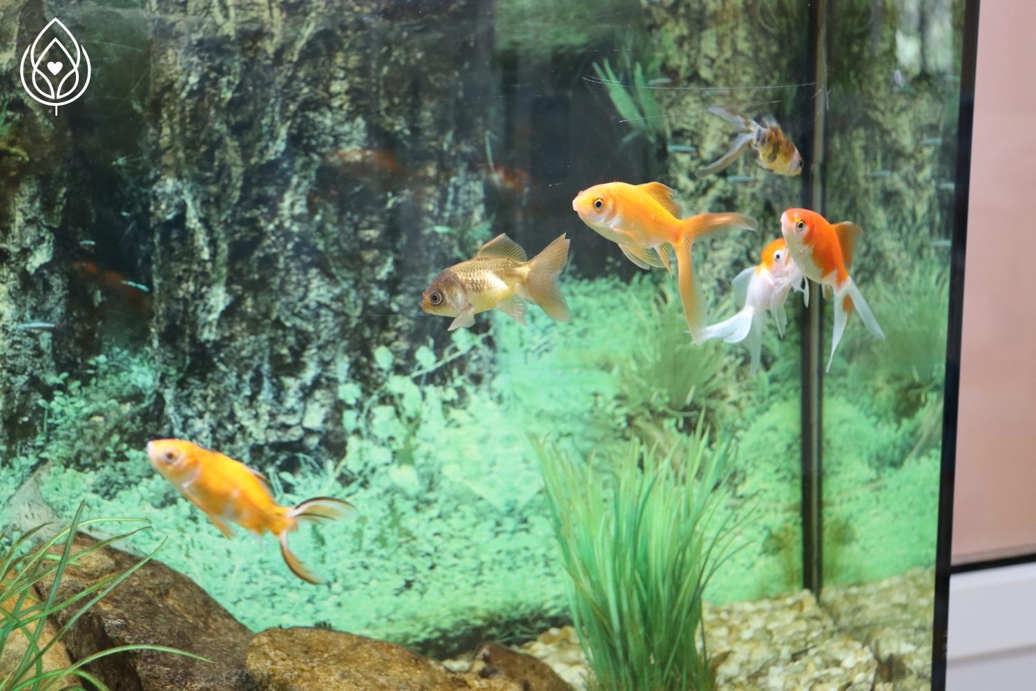 Они живут и мы живем!