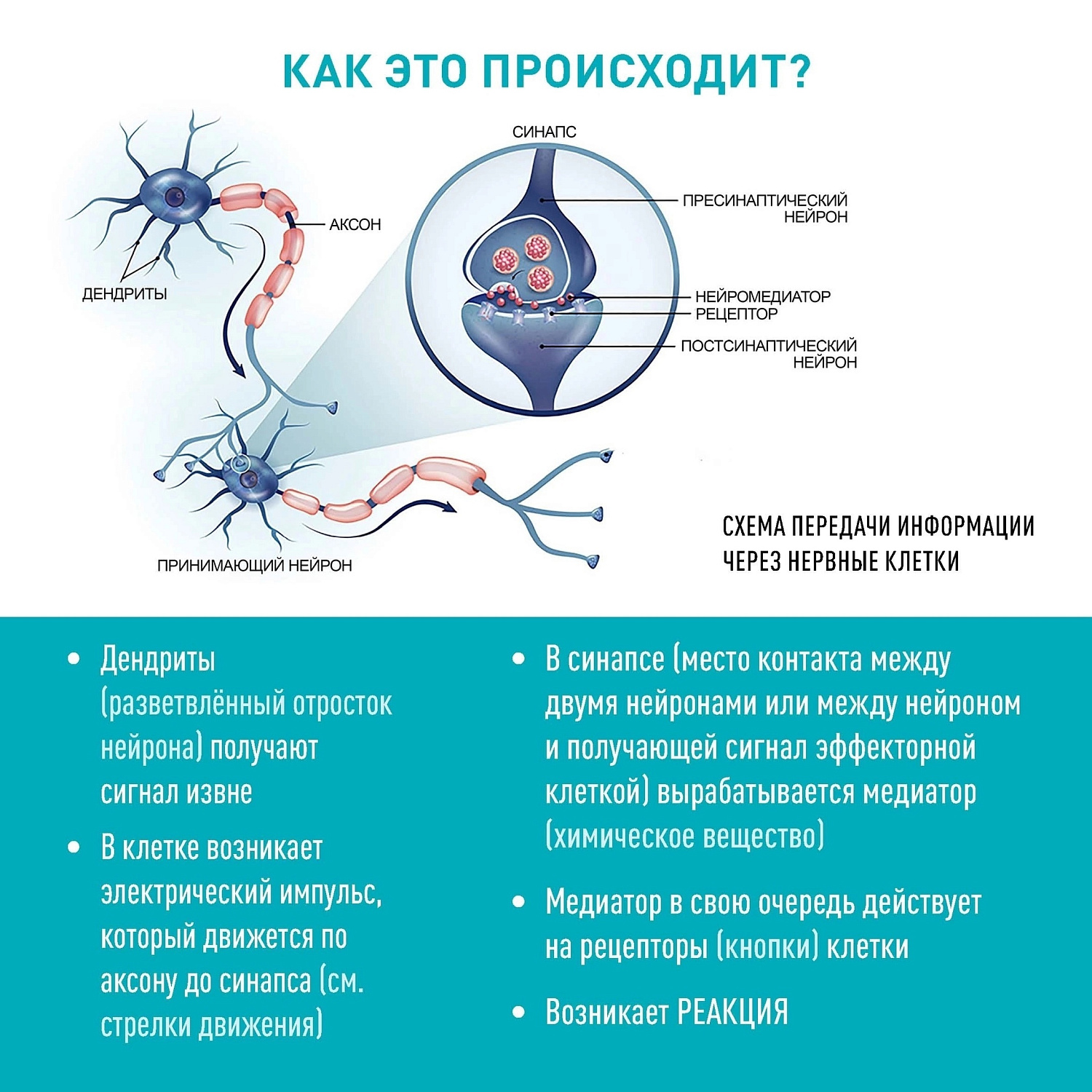 Я сам обманываться рад!
